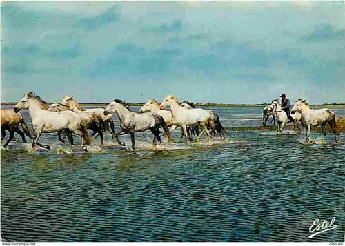 Carte postale animaux - carte,