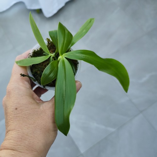 Orchidée phalaenopsis - orchidée,