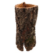 Ornement De Grotte À Reptiles