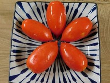 PROLIFIQUE DE FALISOLLE TOMATE