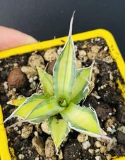 RARE! Agave Horrida Mediopicta