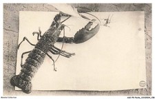ASIP9-0659-PECHE - Lobster