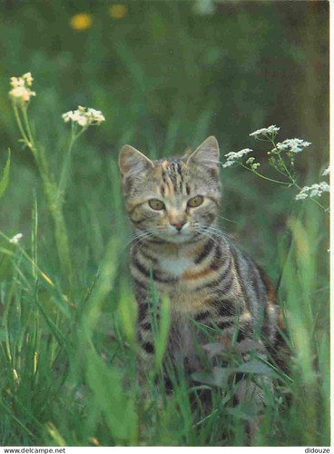 Carte postale animaux - carte,
