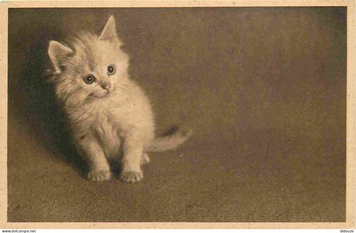 Carte postale animaux - -,