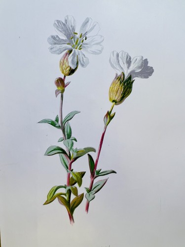 Chromolithographie plantes - chromolithographie,