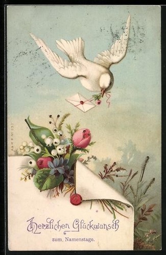 Pigeon voyageur blanc - , et