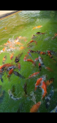 Koi fish lot - of, kohaku