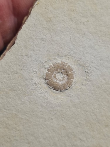 Rare oursin fossile - rare,
