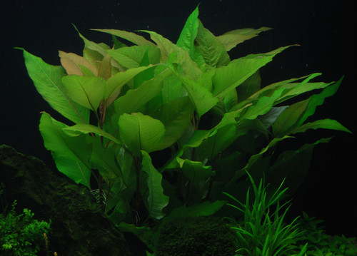 Hygrophila corymbosa plante