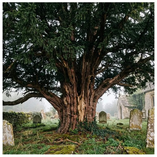 Graines commun taxus - 10, d'if