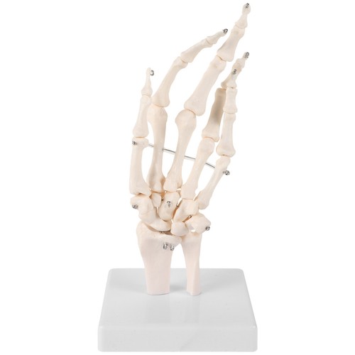Main articulée modèle - main,