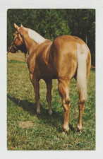 MR STILTS Palomino Quarter