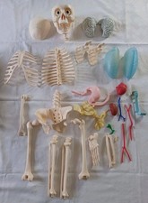 Plus De 25 Pièces Squellette