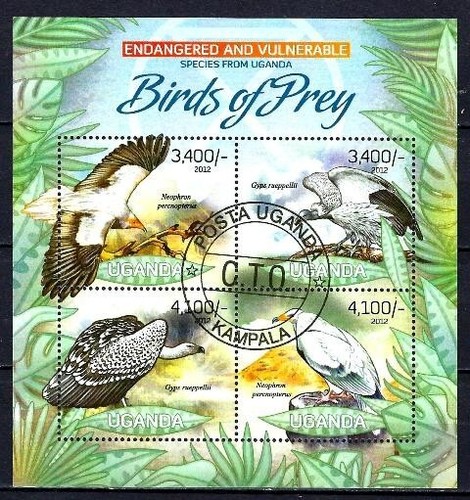 Animaux oiseaux rapaces - oiseaux,