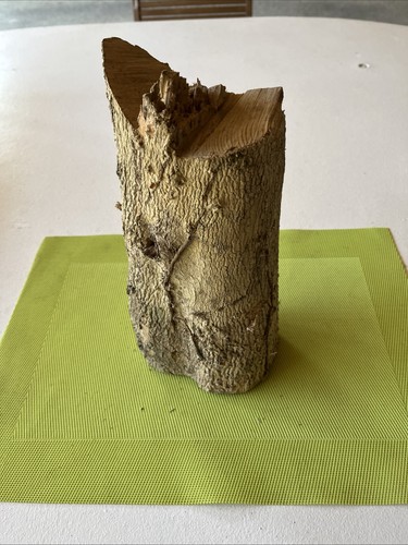 Bois buis boxwood tournage - buis,