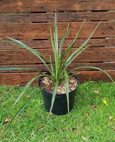 Yucca filifera plant de - "filifera",,