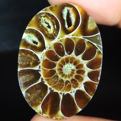 100 naturel ammonite fossil - 100%,