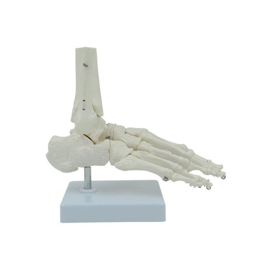 Flexible humain pied - 1:1,