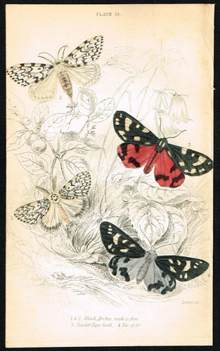 1836 jardine entomology - 1836,
