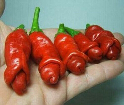 Graines piment peter pepper - de,