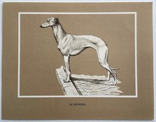 Chiens race le - chiens,