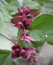 ♫ ARBRE aux FAISANS Purple -