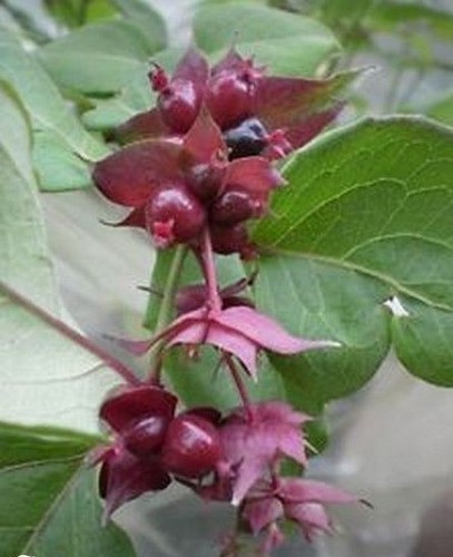 Arbre aux faisans purple - aux,