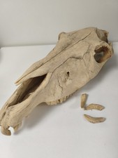 Crâne de cheval ancien