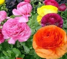 10 / 20 bulbes Renoncules Mélange de Couleur Vivace Jardinage Floraison Été