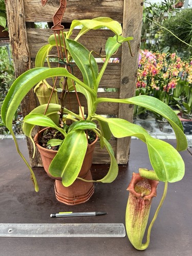 Nepenthes maxima lowii x - maxima, (lowii