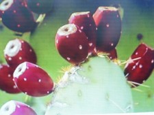 35 graines de figuier de