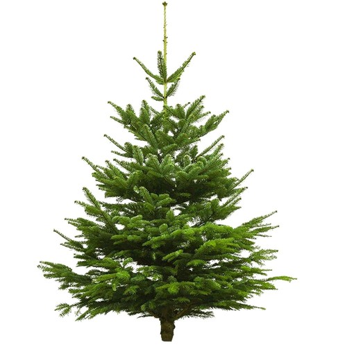 Véritable sapin noël - de,