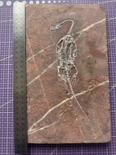 🦎Reptile marin-Fossil de