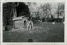 ANTIQUE PHOTO - VINTAGE SNAPSHOT - ANIMAL DOG NICHE - DOG