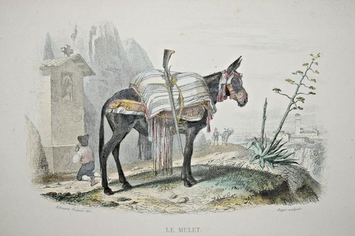 Mulet gravure edouard - gravure,