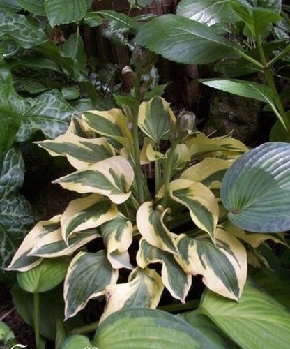 Hosta panaché vert de - hosta, 'panaché