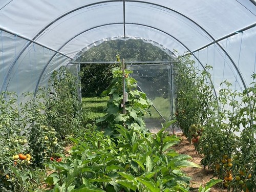 Serre tunnel cyrano x 12 - m,