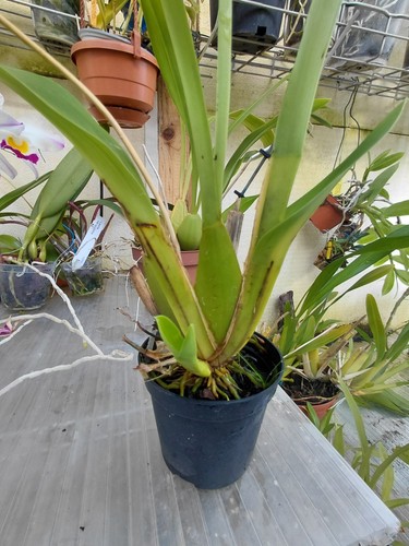 Odontoglossum spectassimum - odontoglossum,