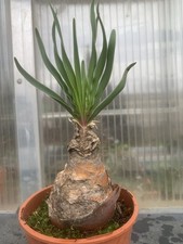 BOOPHANE DISTICHA POT13CM D7CM