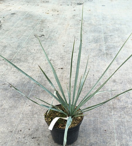 Yucca rigida - /,