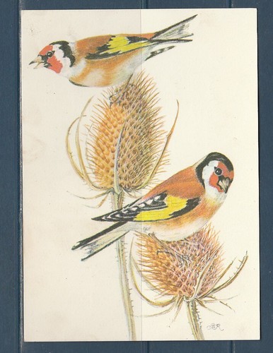 Cpsm vers 1960 nature faune - cpsm,