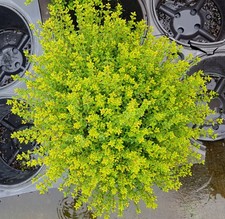 Lonicera nitida 'Panmin' /