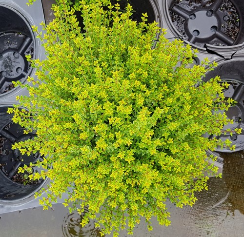 Lonicera nitida panmin - 'panmin', /