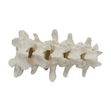 Modèle de squelette de la