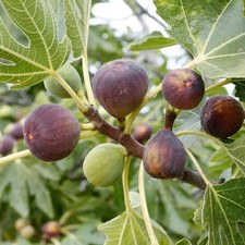 Ficus carica 'Osborn’s Prolific' - Figuier rustique - Figue de Turquie