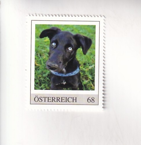 Timbre autriche chiens - pm,