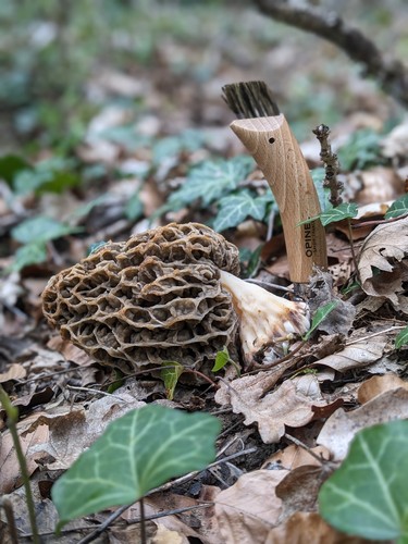 Morilles séchées sauvages - morilles,