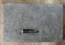 Beau Rostre de Bélemnite sur