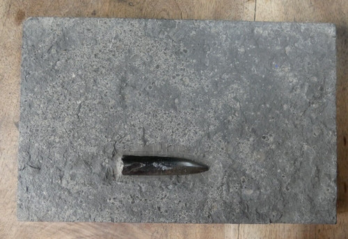 Beau rostre bélemnite - bélemnite, sur