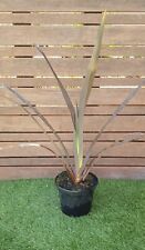 PHORMIUM "Tenax Atropurpureum" plant de 60cm de hauteur ! Rusticité -8°!